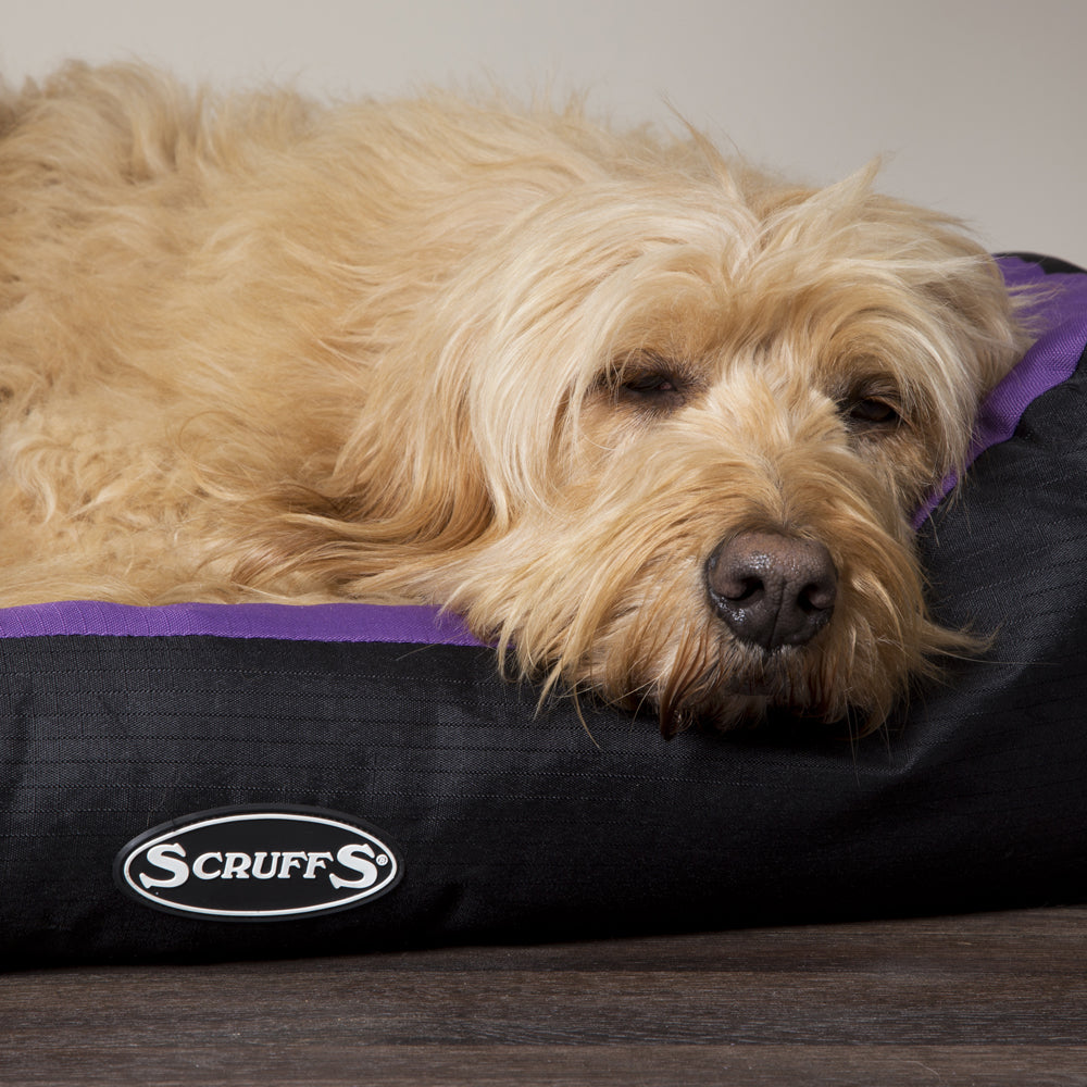 Expedition Box Dog Bed (in Chocolate Brown, Graphite Grey & Plum) by Scruffs