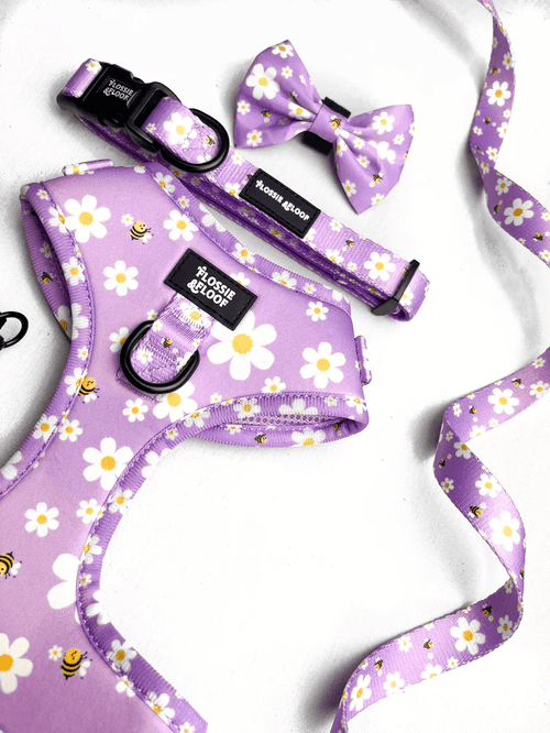 "Cute As Can Bee 2.0" Adjustable Dog Collar – by Flossie & Floof