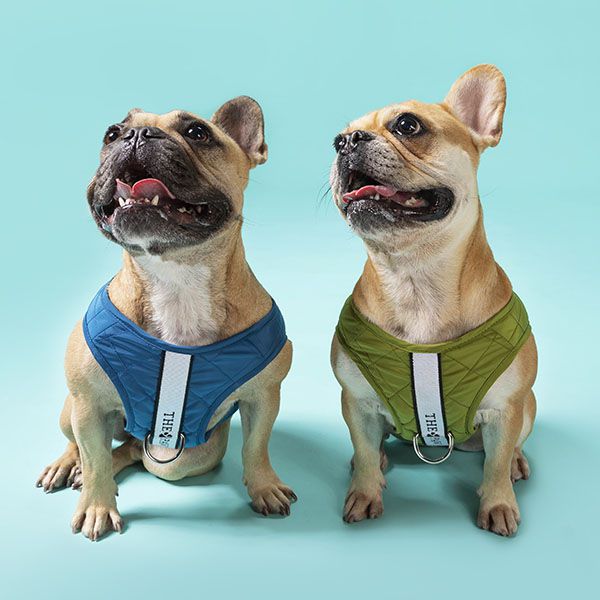 Brooklyn Dog Harness (Olive)– by The Paw Co.